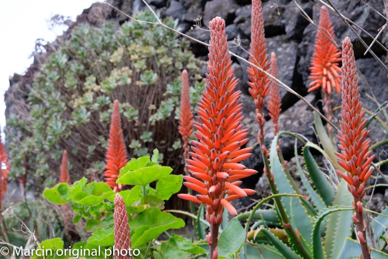 Tenerife Lizards - Duplex In The First Line Кальяо-Сальвахе Екстер'єр фото